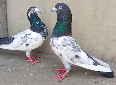 Teddy Pigeons