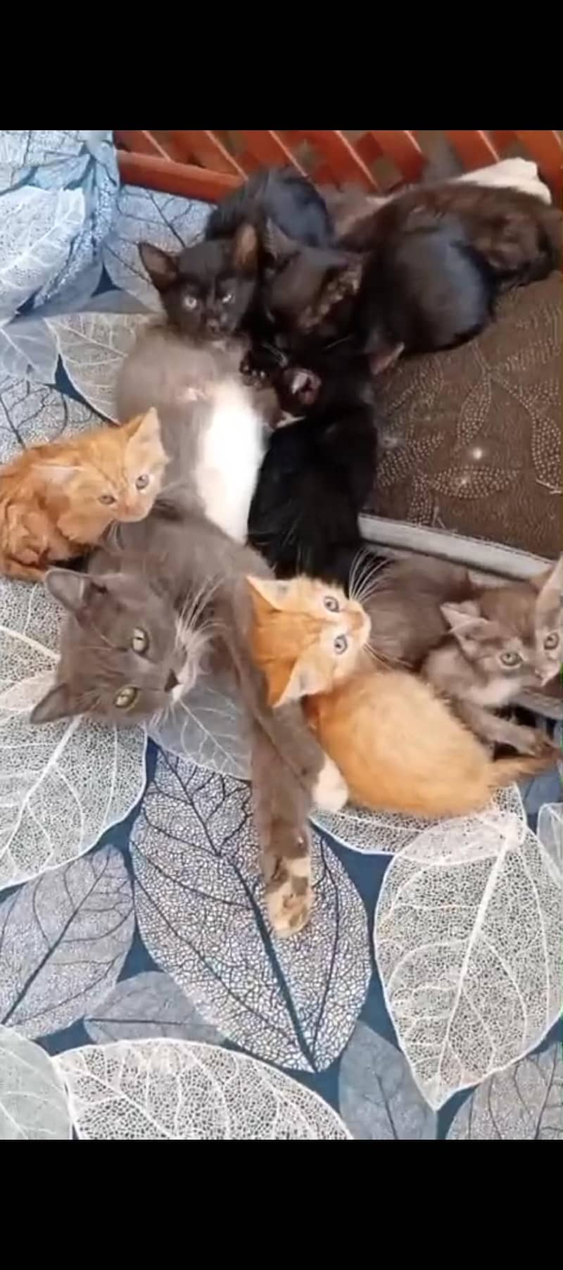 persian kittens 0