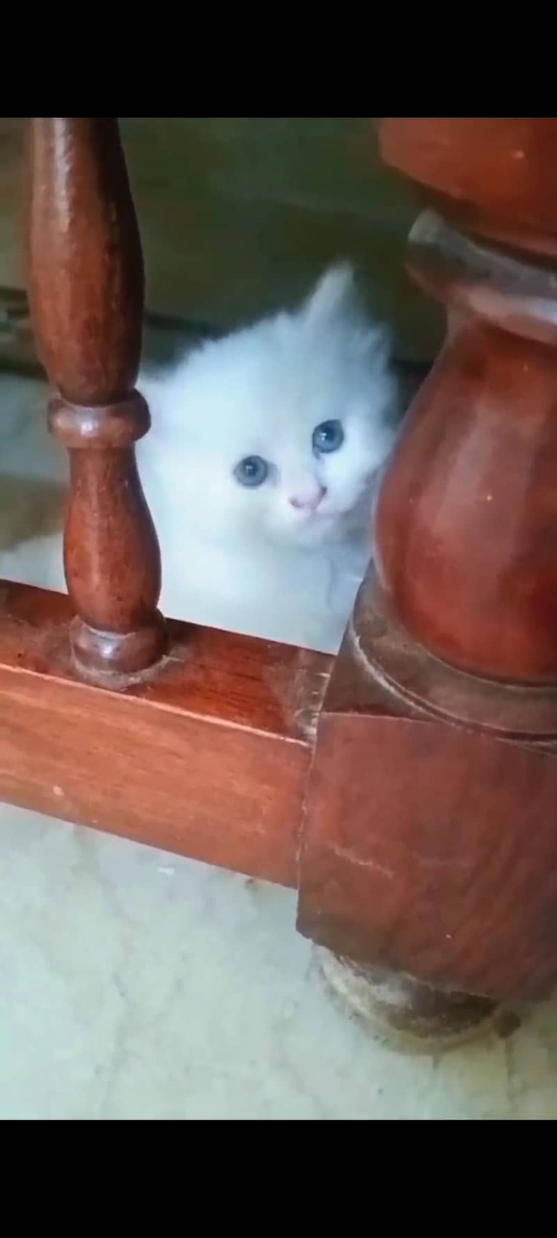Kittens plus Cats 2
