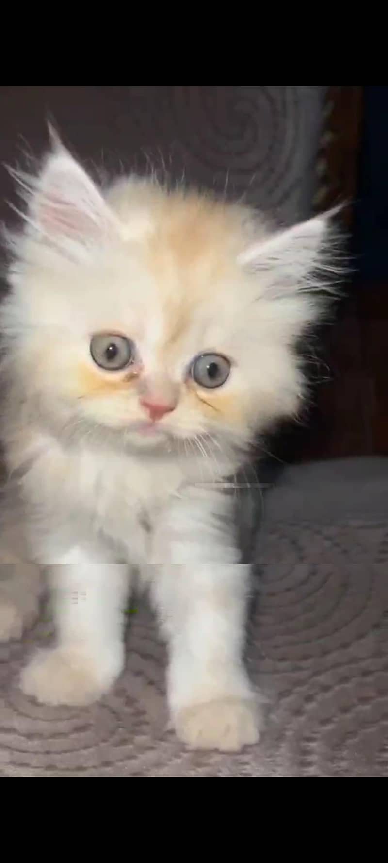 Kittens plus Cats 3