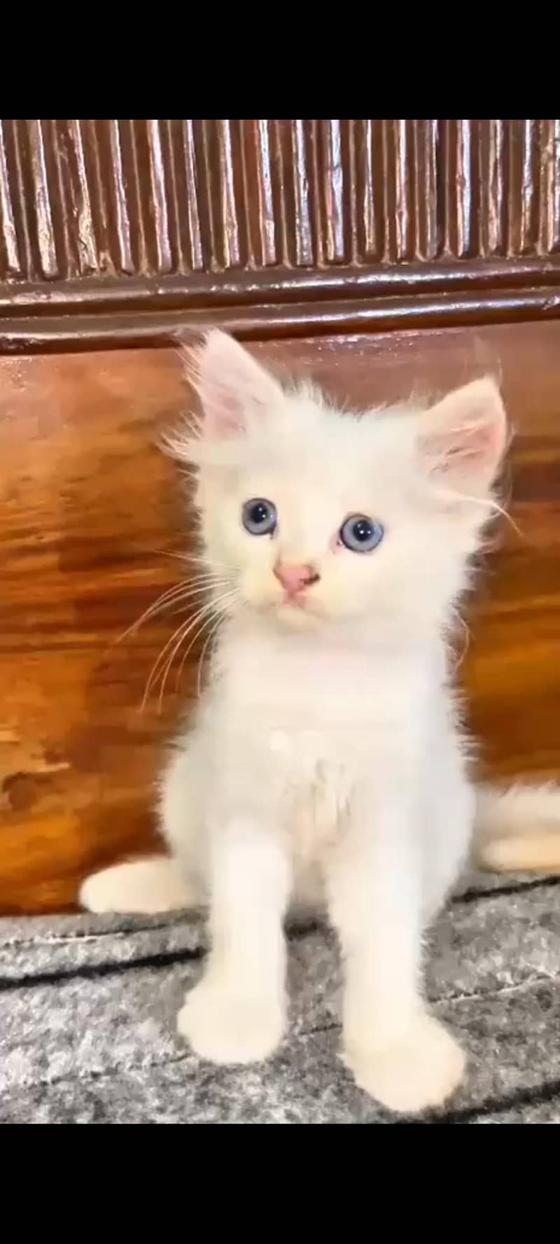 Kittens plus Cats 4