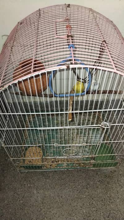Australian parrot