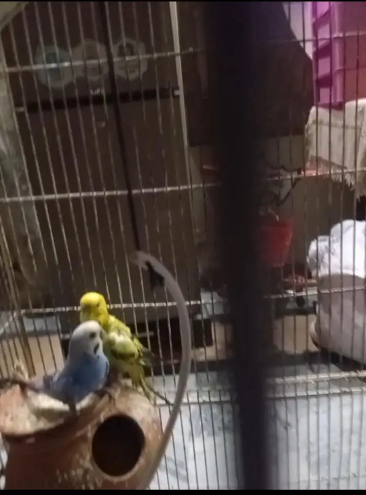birds cage with 3 birds also available — photo 2