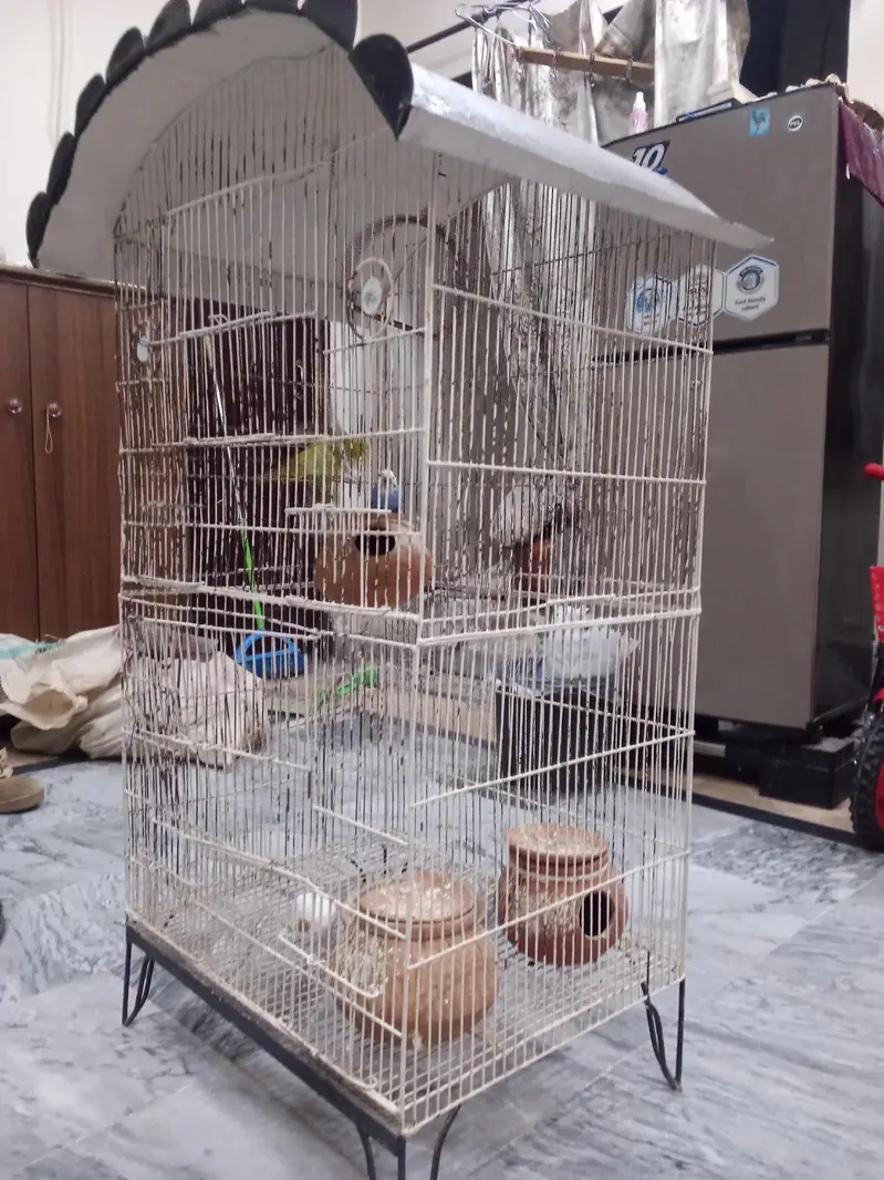 birds cage with 3 birds also available — photo 3