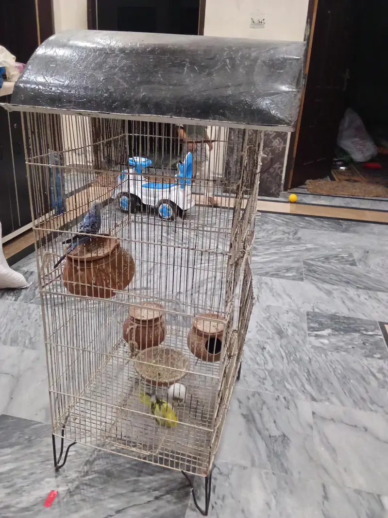 birds cage with 3 birds also available — photo 4