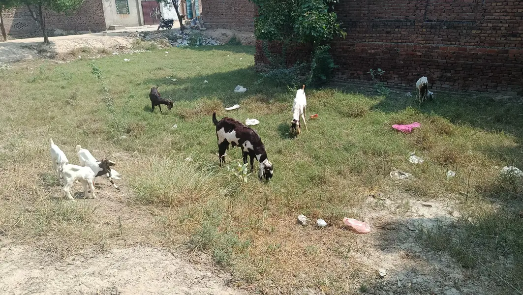 BACHON WALI BAKRIYAN! — photo 4