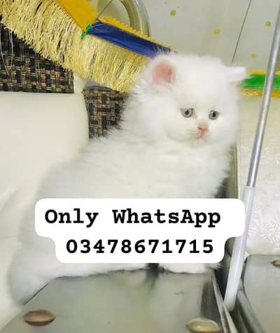Persian cat 2month vaccinated