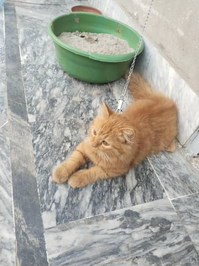 cat baby