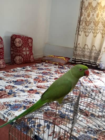 ringneck parrot singing birds