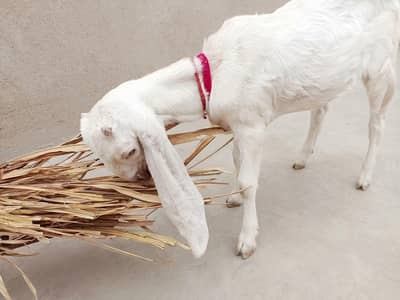 Pure white hn goats for sell