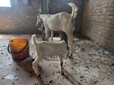 2 Daant bakri with one bakra bacha for sell