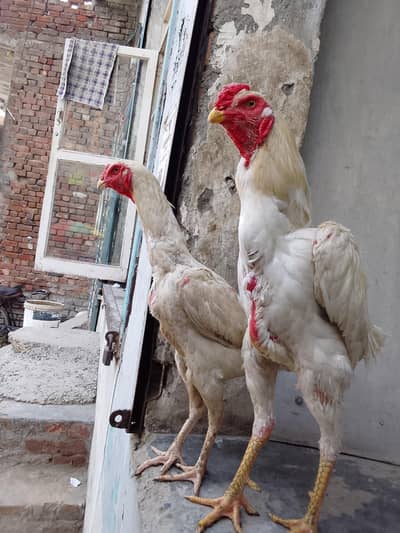 Aseel Shamo murga and morgi forsale