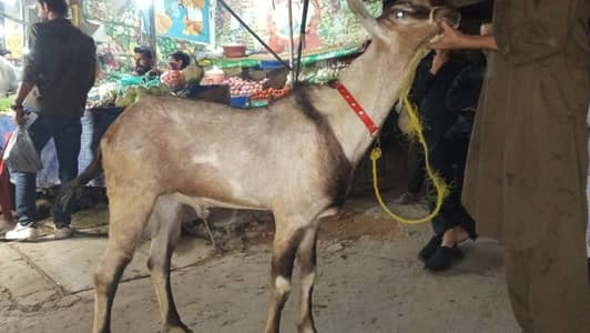breeder bakra for sale