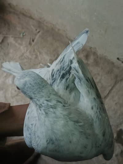 madnikhan
