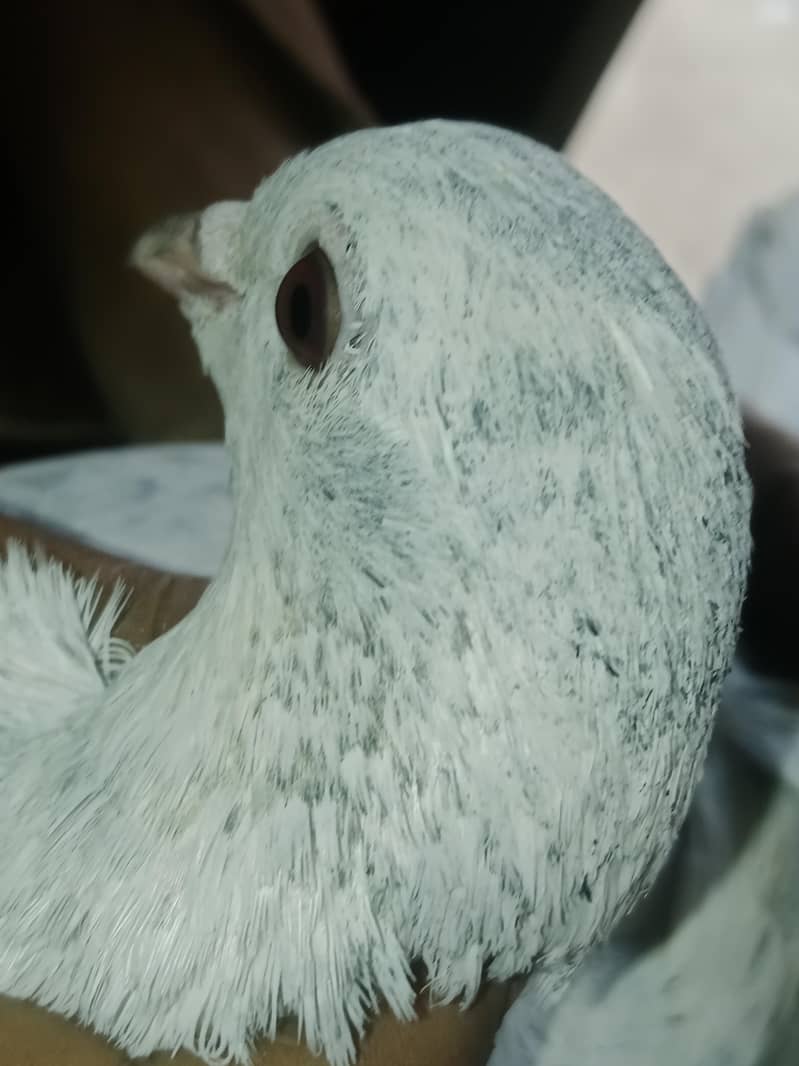 madnikhan 1