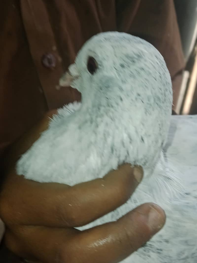 madnikhan 2