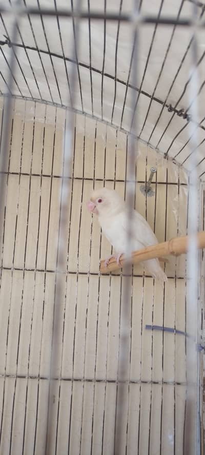 albino red eyes adult male for sale