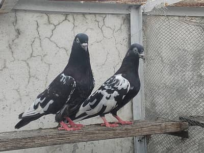 Rampuri pigeon  03338762247