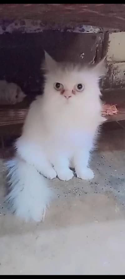cat for sale