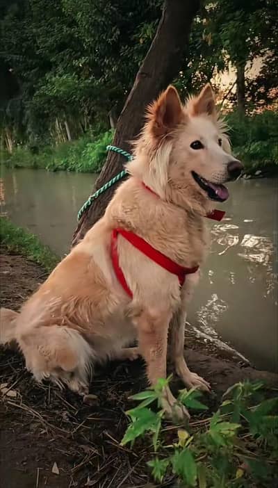 German Shepherd dog