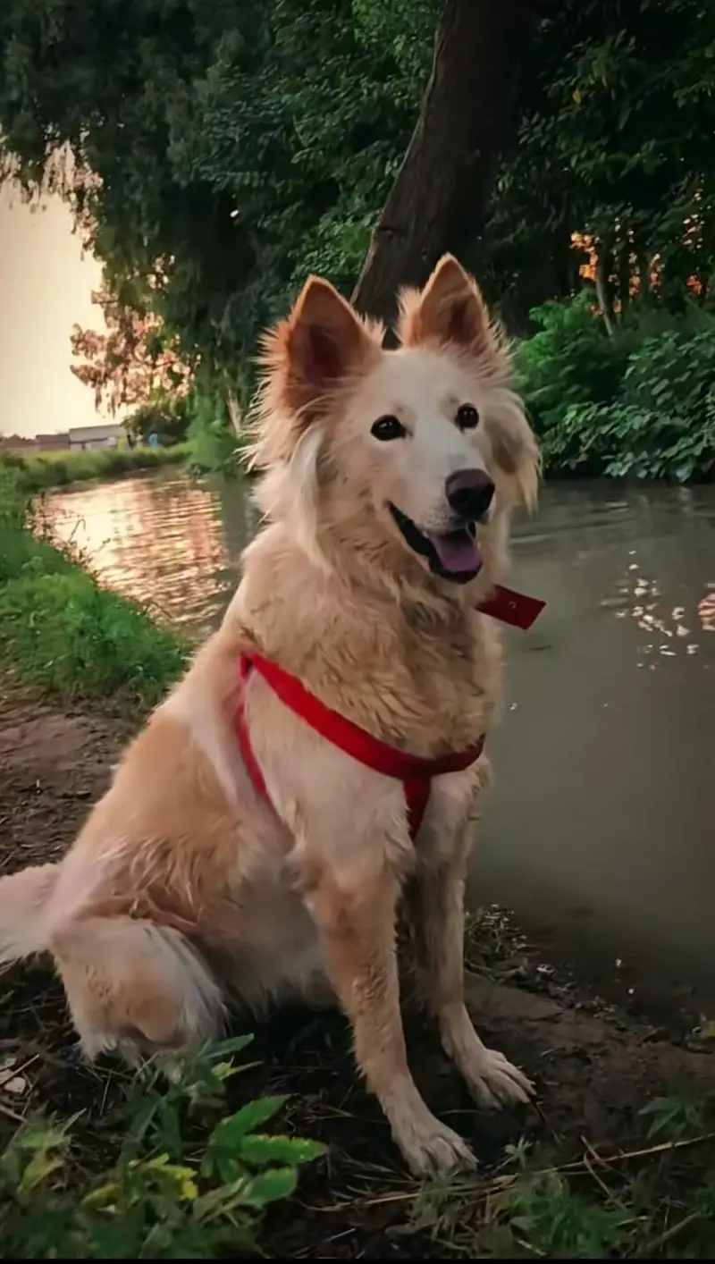 German Shepherd dog — photo 2