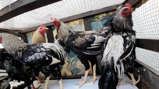 Desi murgha for sell