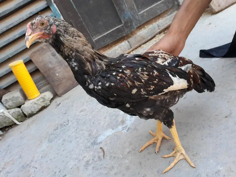 Desi murgha for sell — photo 3