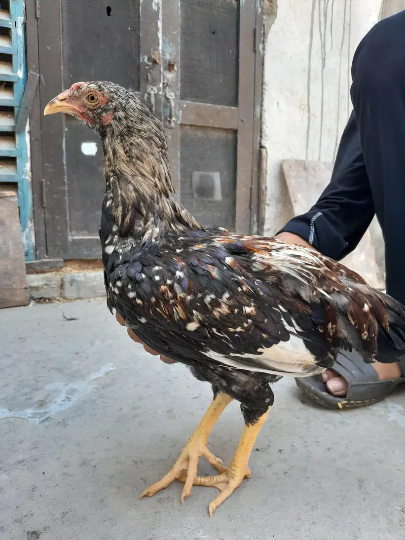 Desi murgha for sell — photo 4