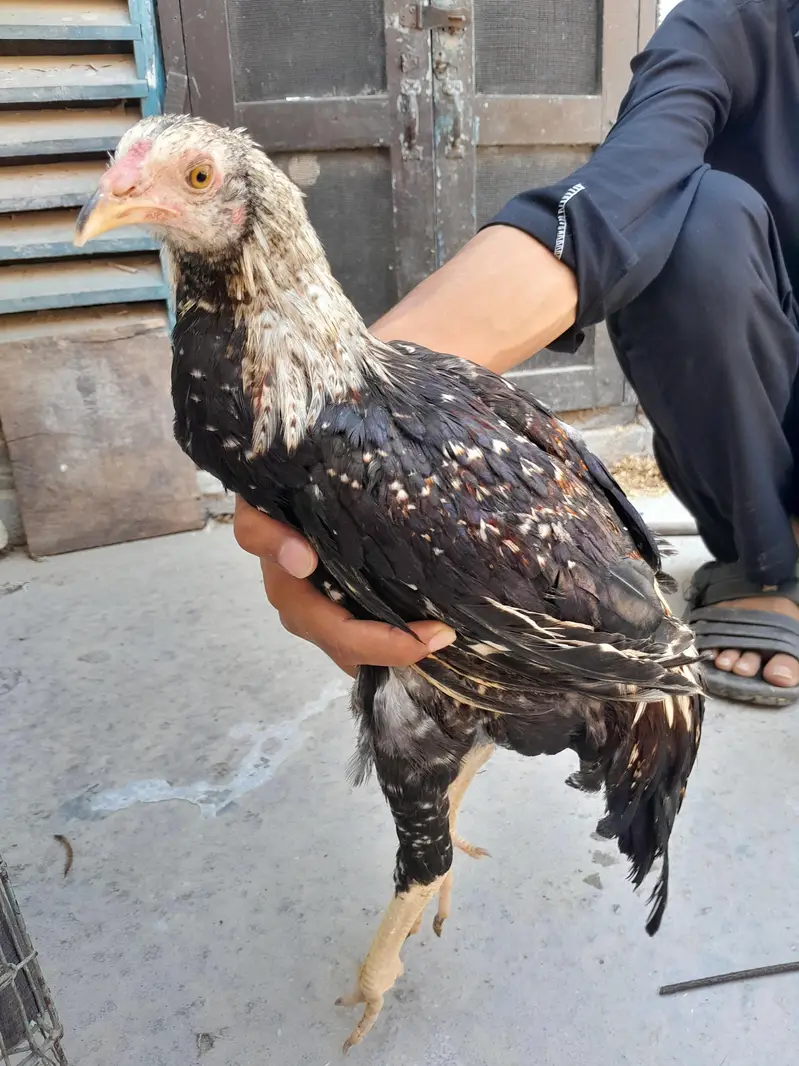 Desi murgha for sell — photo 5