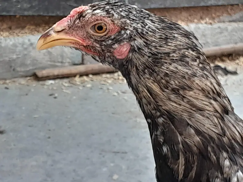 Desi murgha for sell — photo 8