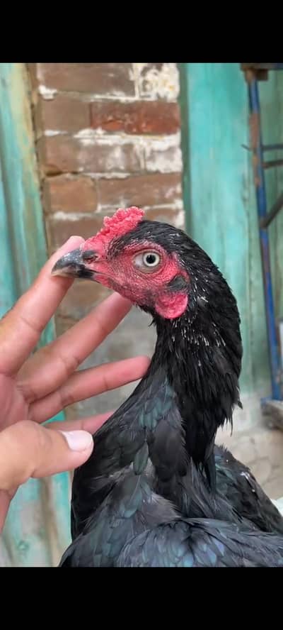 Mushka patha for sale
