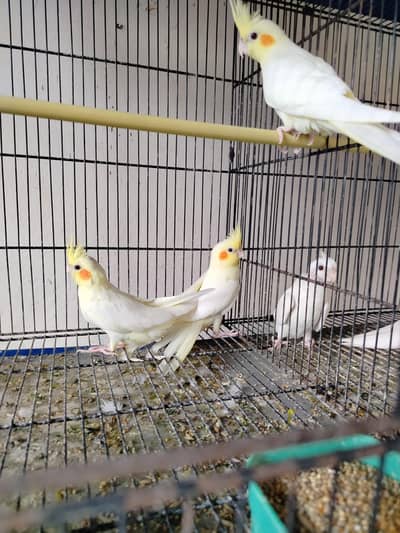 common gery ready to breed