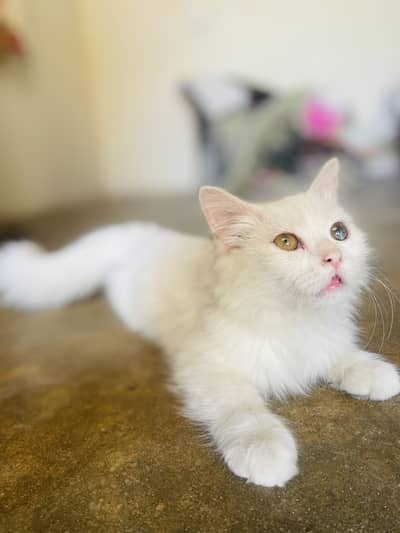 Persian Male Kitten Available for Sale!
