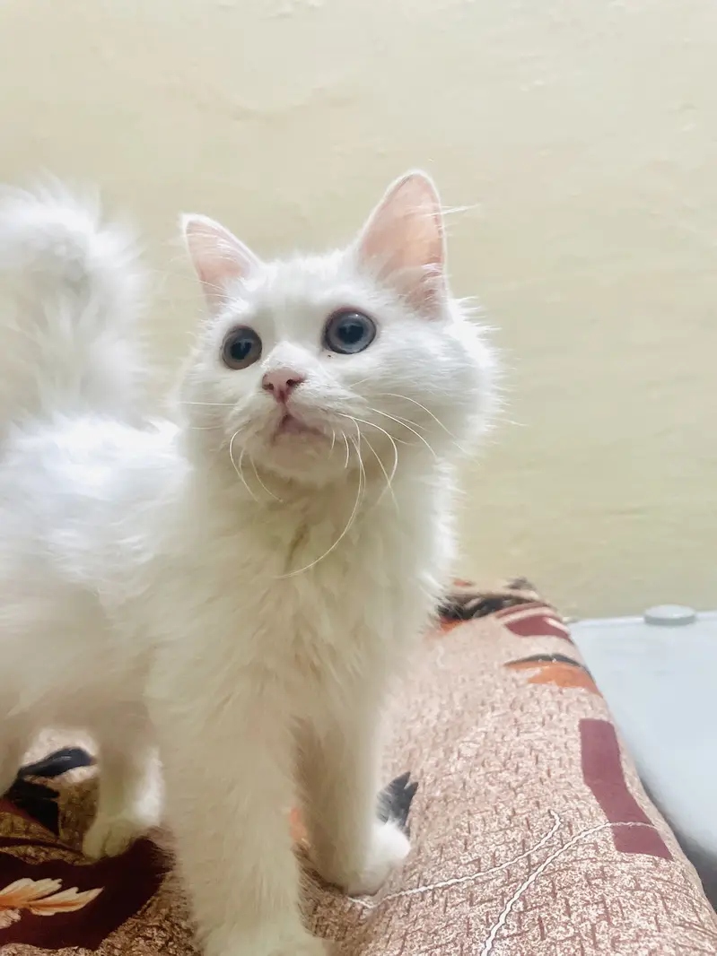 Persian Male Kitten Available for Sale! — photo 2