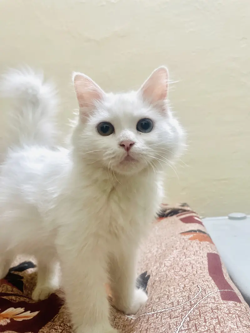 Persian Male Kitten Available for Sale! — photo 3
