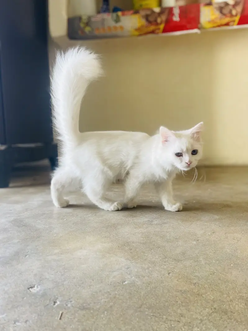 Persian Male Kitten Available for Sale! — photo 4