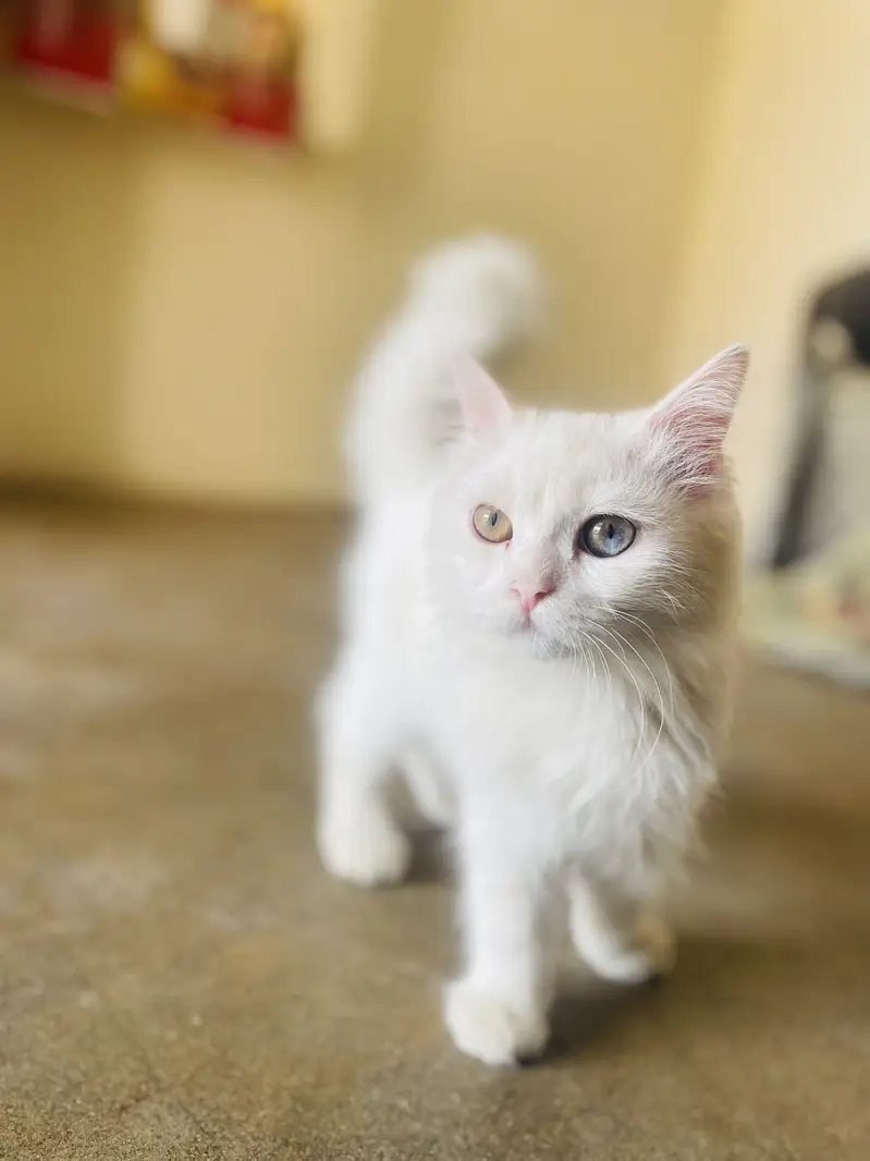 Persian Male Kitten Available for Sale! — photo 5