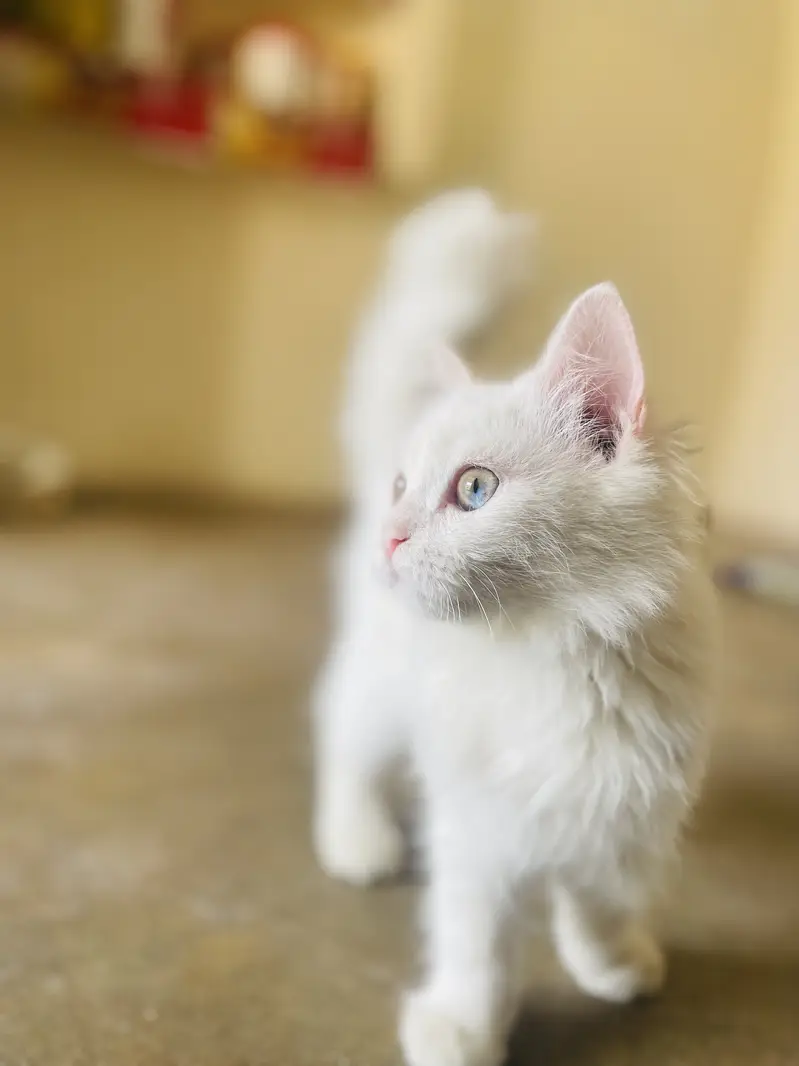 Persian Male Kitten Available for Sale! — photo 6