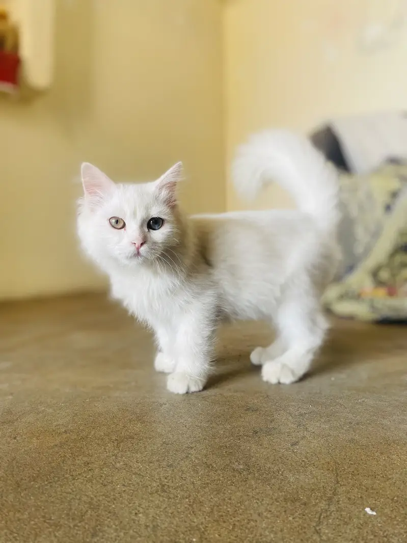 Persian Male Kitten Available for Sale! — photo 7