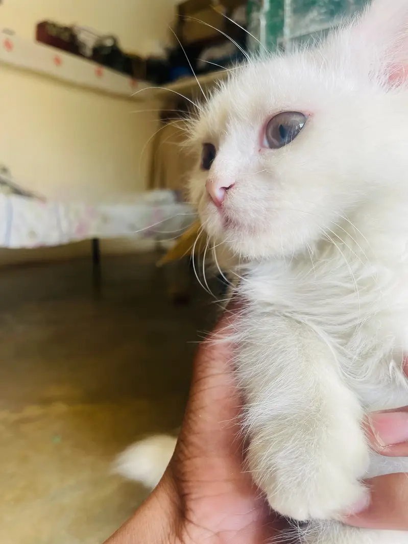 Persian Male Kitten Available for Sale! — photo 8