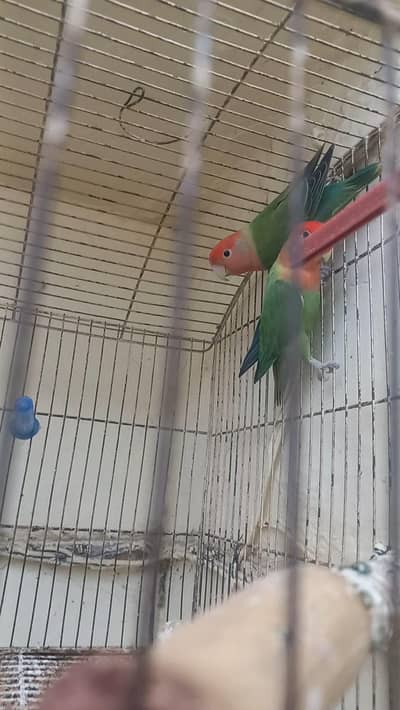 Rosicoli Breeder pair