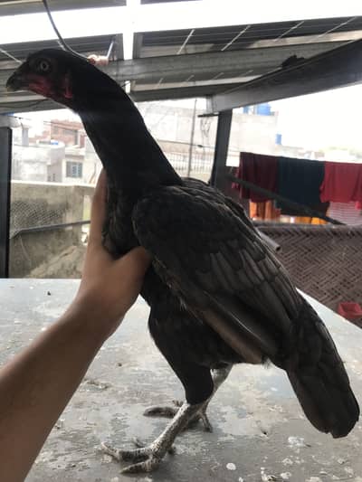 2 Aseel Thai female and 3 chicks 1 male 2 female