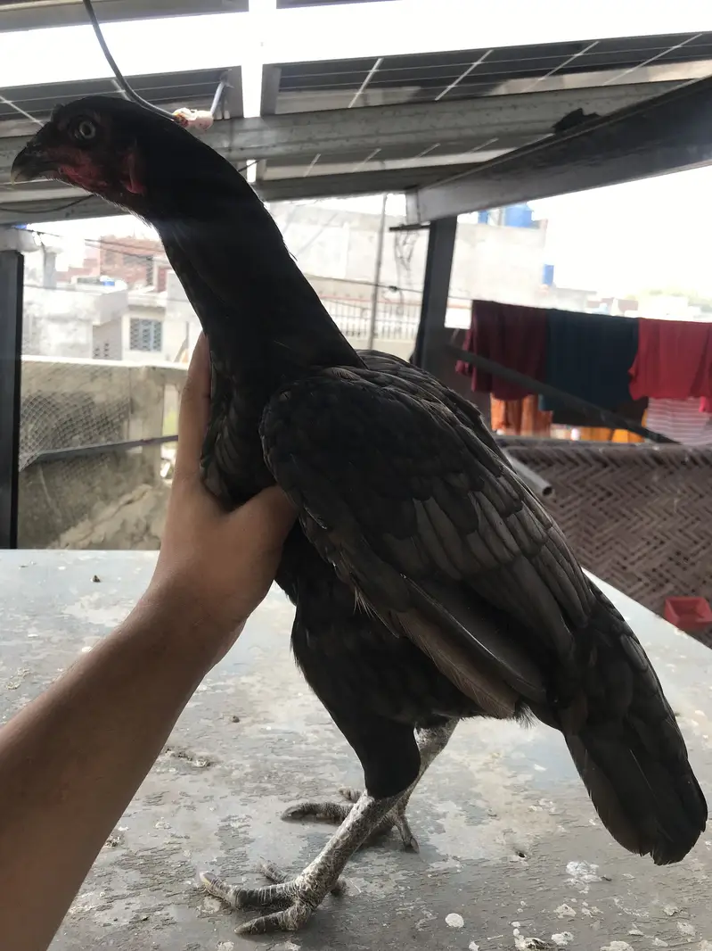 2 Aseel Thai female and 3 chicks 1 male 2 female — photo 8