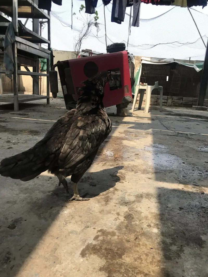 2 Aseel Thai female and 3 chicks 1 male 2 female — photo 2