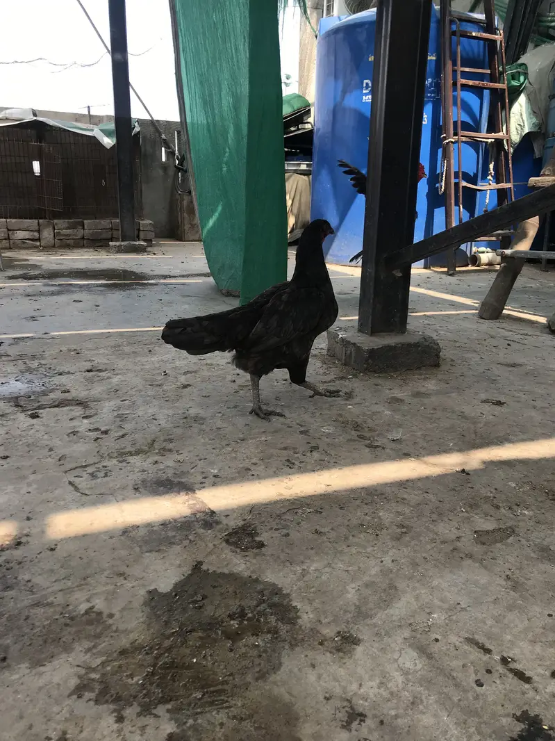 2 Aseel Thai female and 3 chicks 1 male 2 female — photo 4