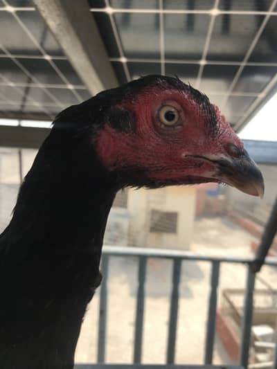 2 Aseel Thai female and 3 chicks 1 male 2 female
