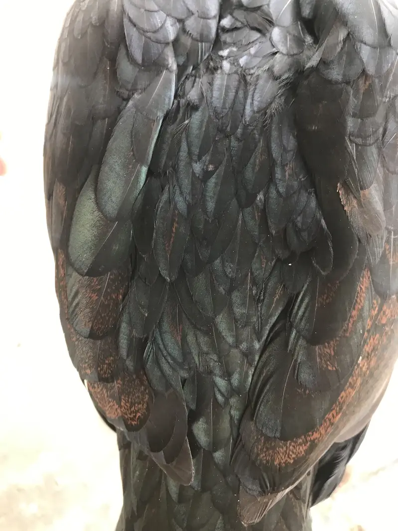 2 Aseel Thai female and 3 chicks 1 male 2 female — photo 10