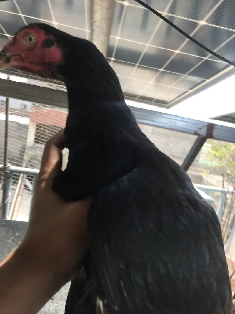 2 Aseel Thai female and 3 chicks 1 male 2 female — photo 11