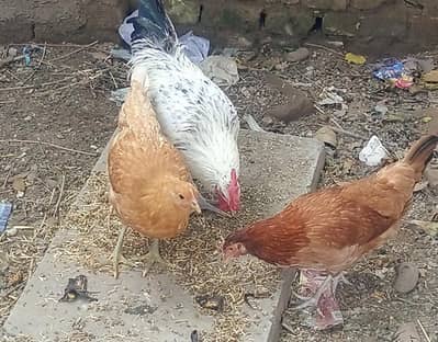 Hens Starter