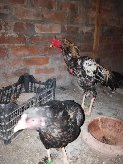Aseel Pair For Sale